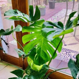 Meet your Posher, LTLT COLLECTIBLES